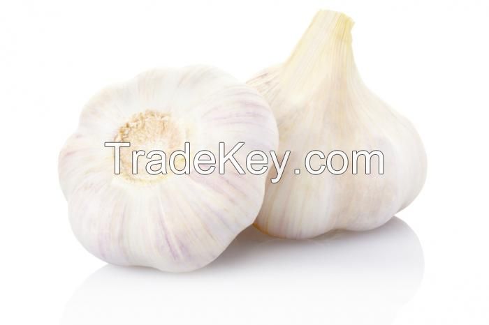 Garlic