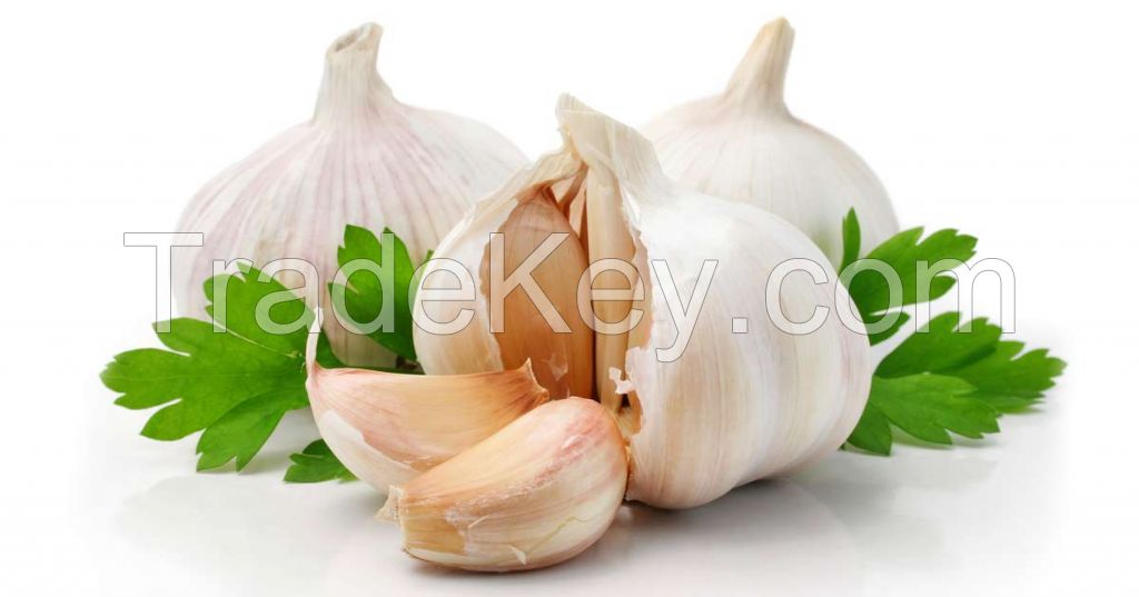 Garlic