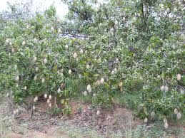 Yemeni Totapuri Mango