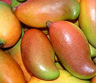 Yemeni Totapuri Mango