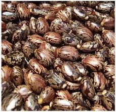 Castor Seeds