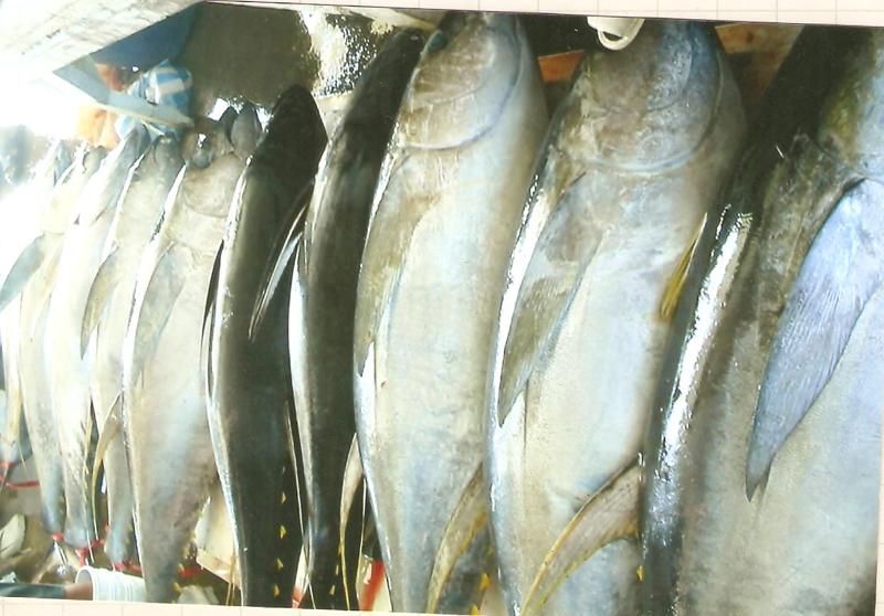 Yellow-fin tuna fish; Corral trout (Lapu Lapu); squid