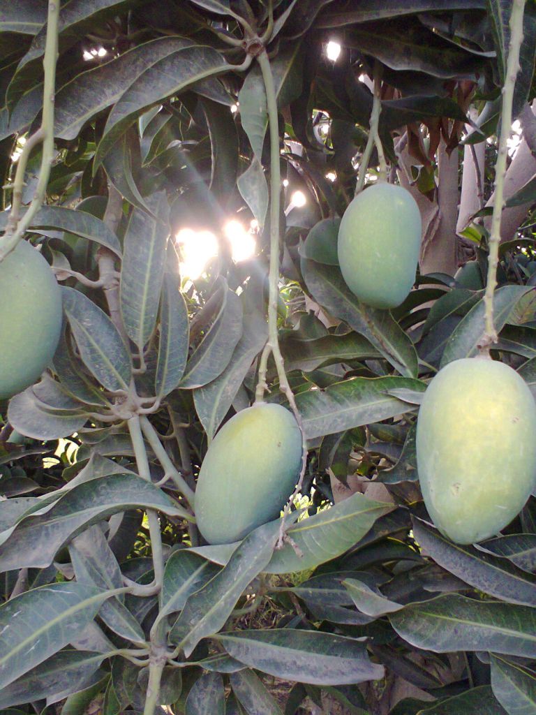 Mangoes