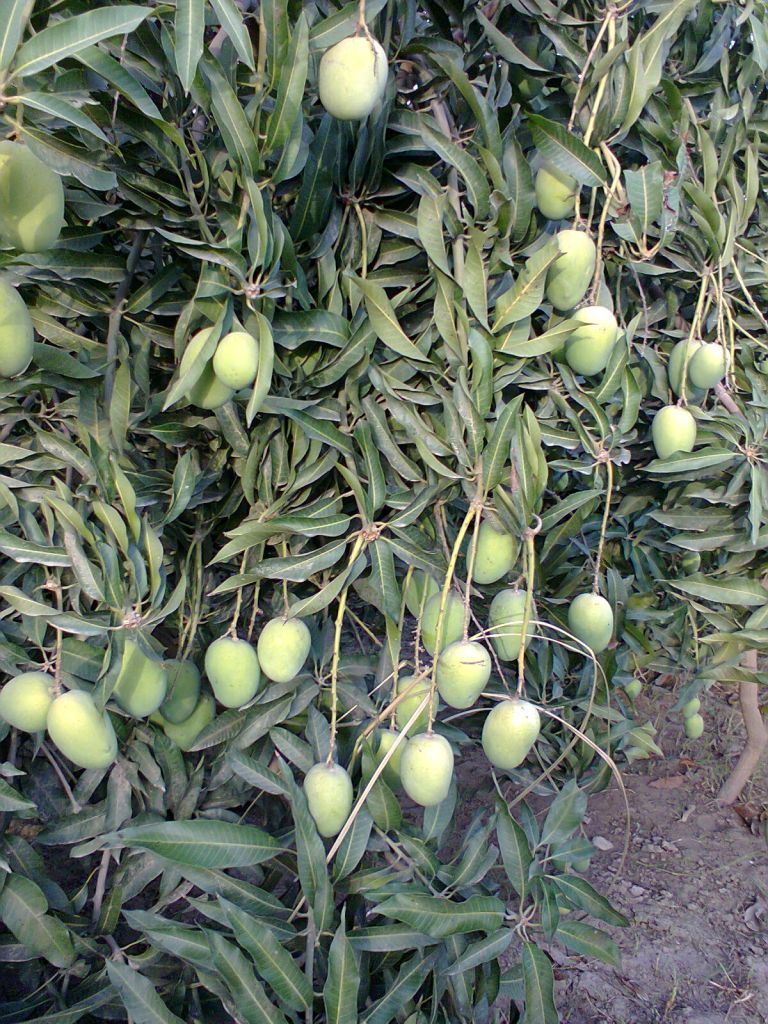 Mangoes