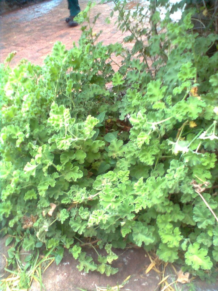 Pelargonium Sidoides