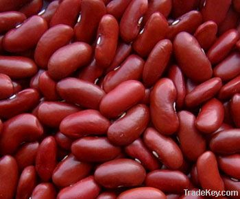 Dark Red Kidney Beans New Crop