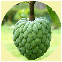 Custard Apple