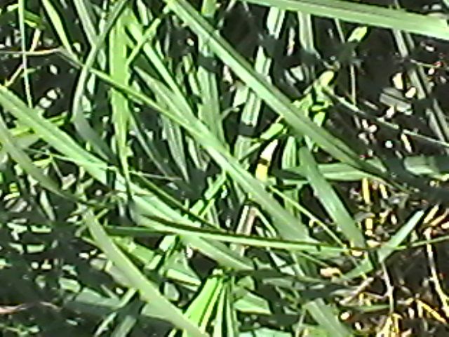 animal feed grass