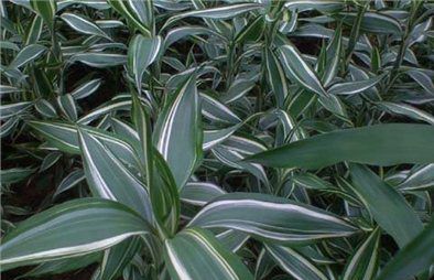 Sandriyana Cut Foliage's  Victory (lucky Bamboo)