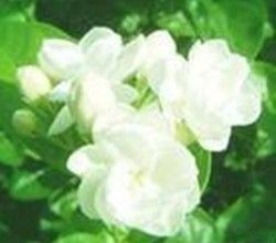 Jasmine essential oil