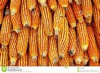 dry corn