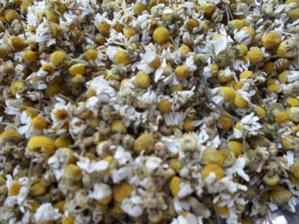 chamomile