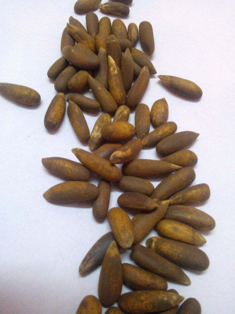 pine nuts / pine seeds  exporters/suppliers from Pakistan 
