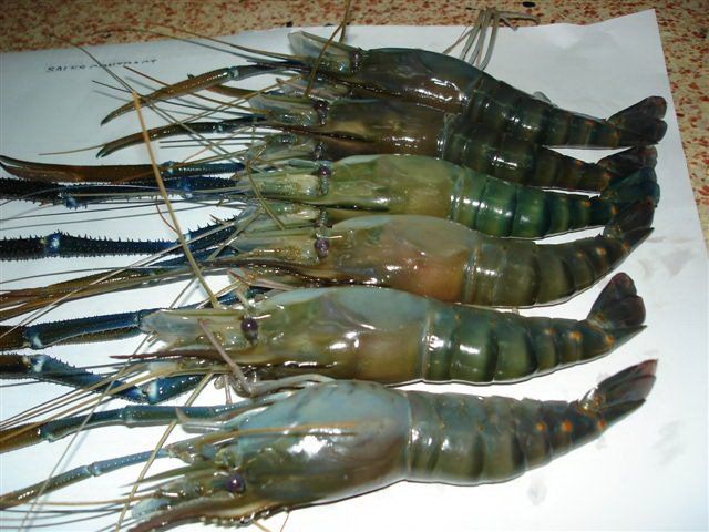  FRESH WATER KING PRAWN