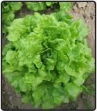 LETTUCE