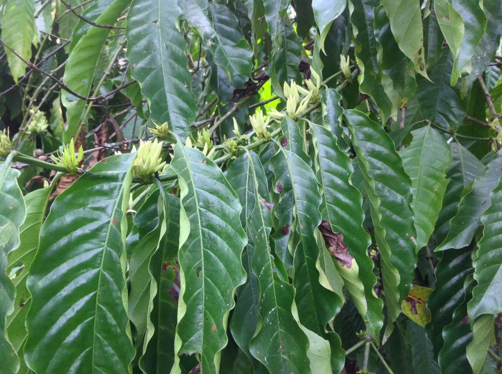 Cacao, Coffee beans