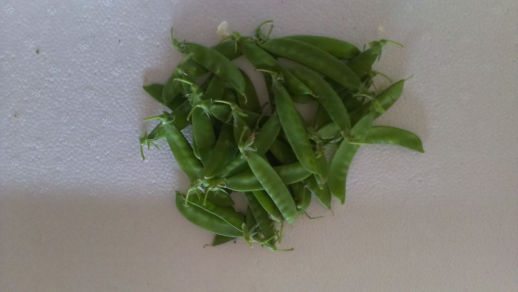 Fresh Snow Peas