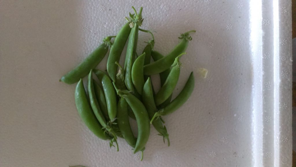 Fresh Snap Peas