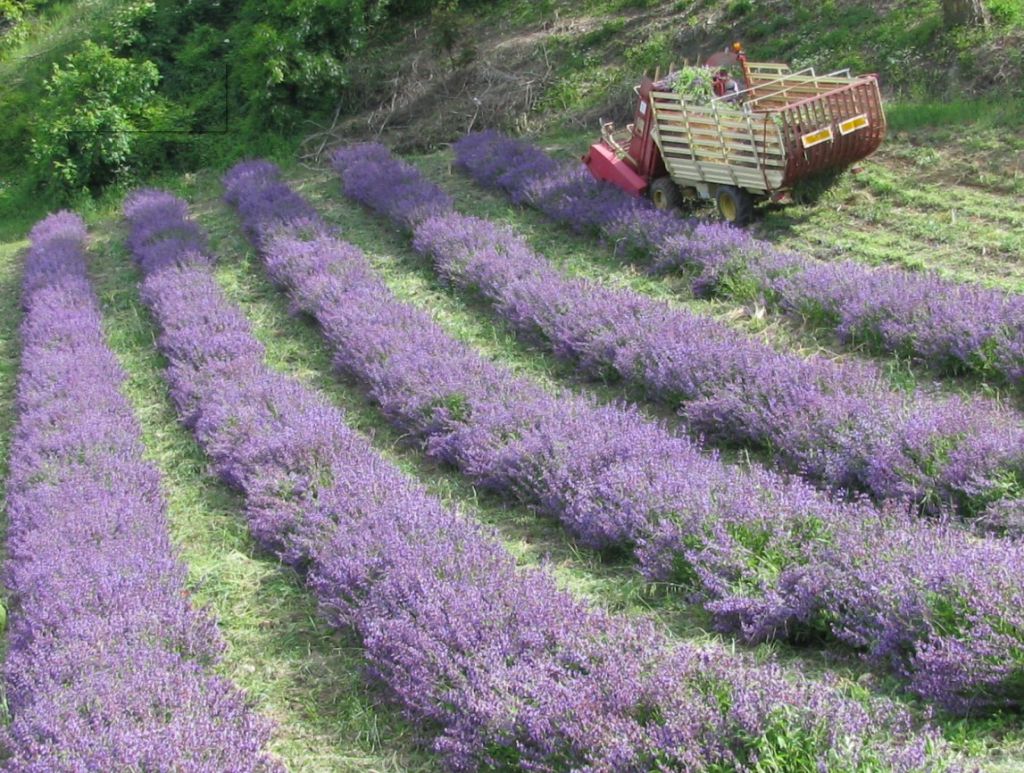 Sage  salvia officinalis