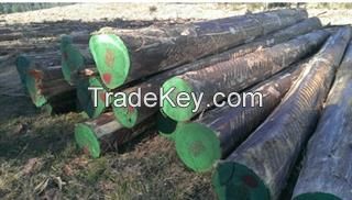 Eucalyptus Grandis Logs