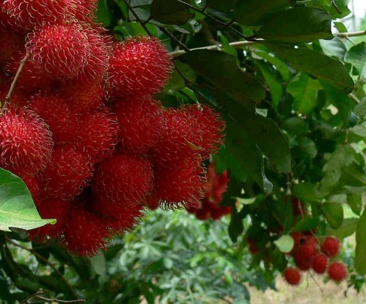 Rambutan (Fresh)