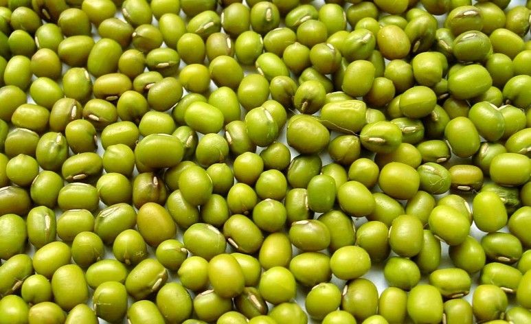 Mung bean