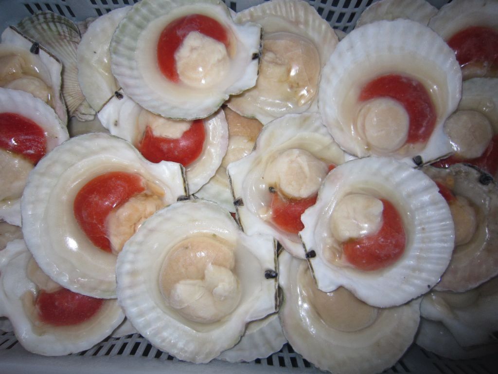 Frozen Half Shell Sea Scallops with roe on
