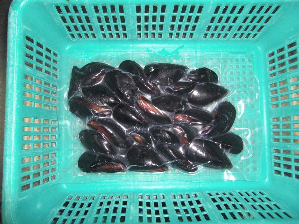 Frozen Boiled Mussel With Shell