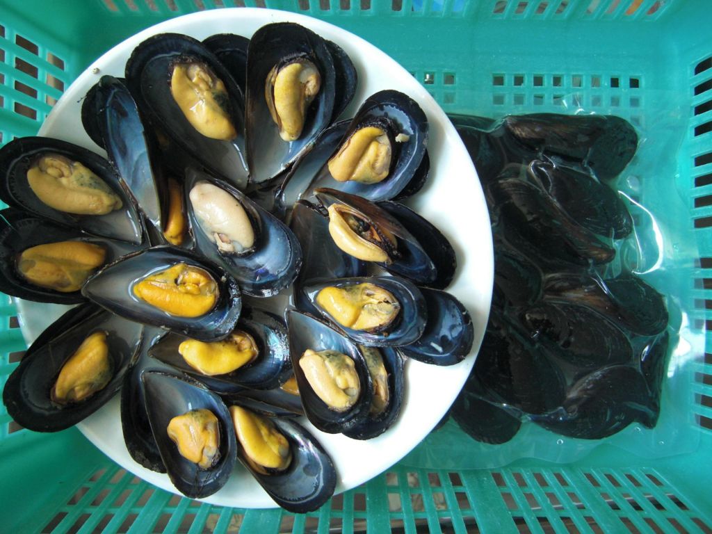 Frozen Boiled Mussel With Shell