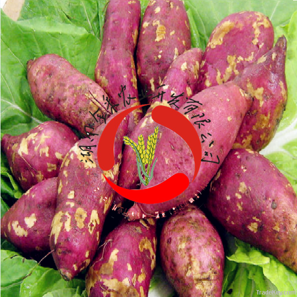 2014 Chinese New-products Sweet Potato