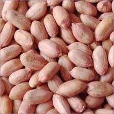 bitter kola nut