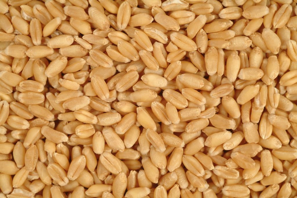 Russian milling wheat grade 3, 4, 5