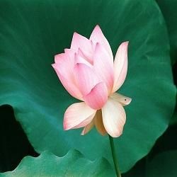 Fresh Lotus