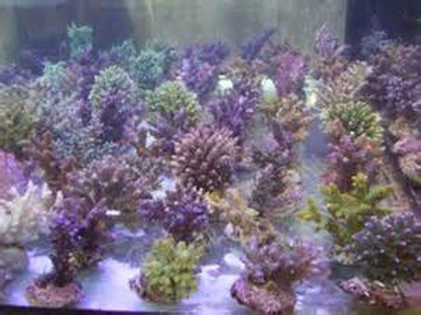 Aquacultured Corals for Marine Aquarium Trade.