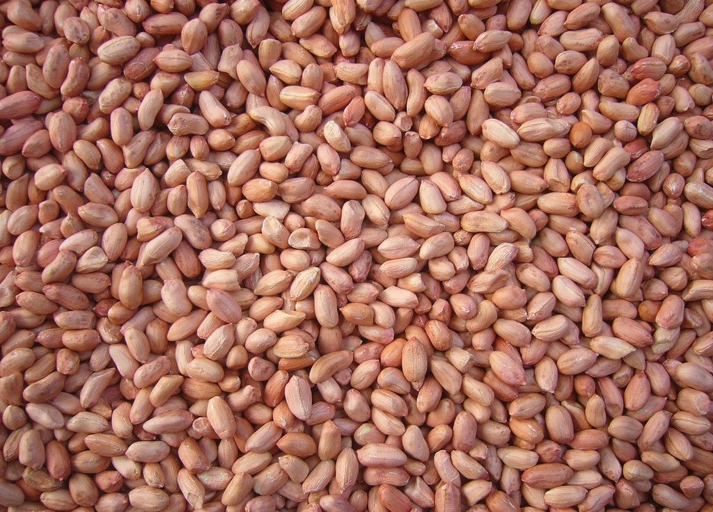 Peanut kernel