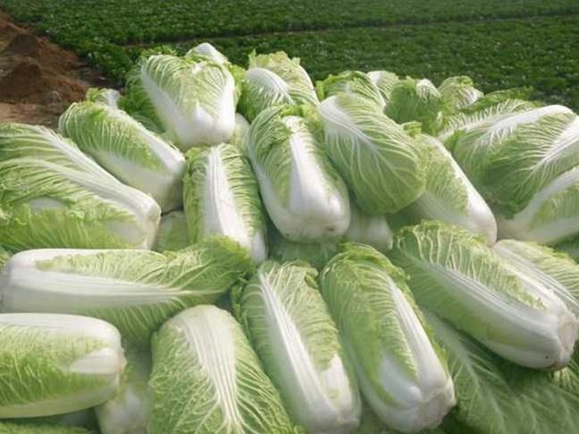 Cabbage