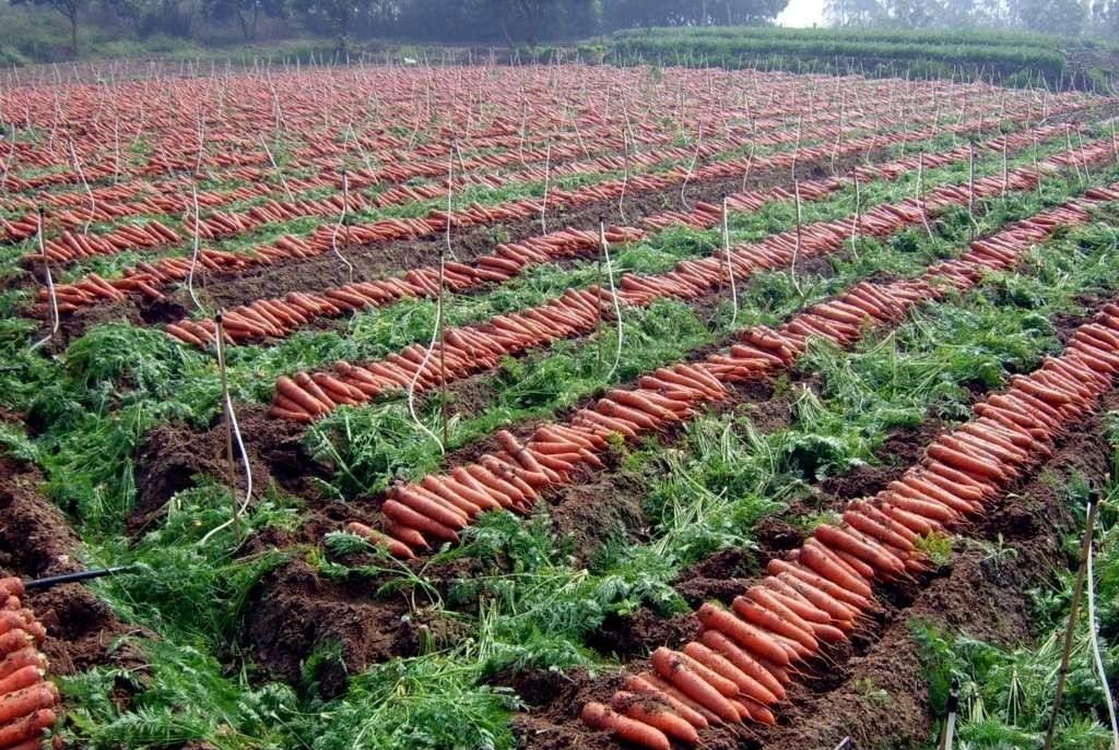 Fresh Carrots