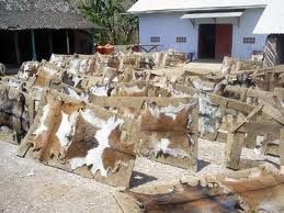 Wet Salted Cow Hides for sale