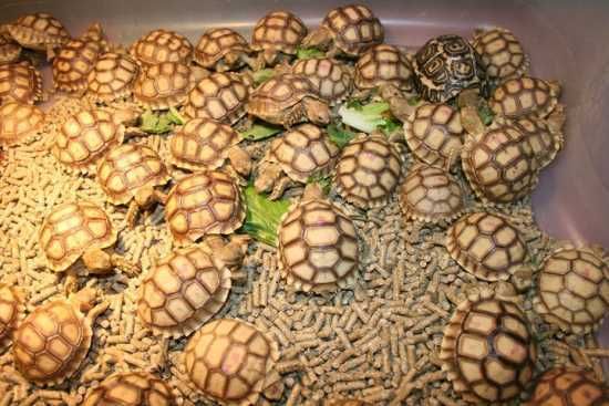 Sulcata Tortoises