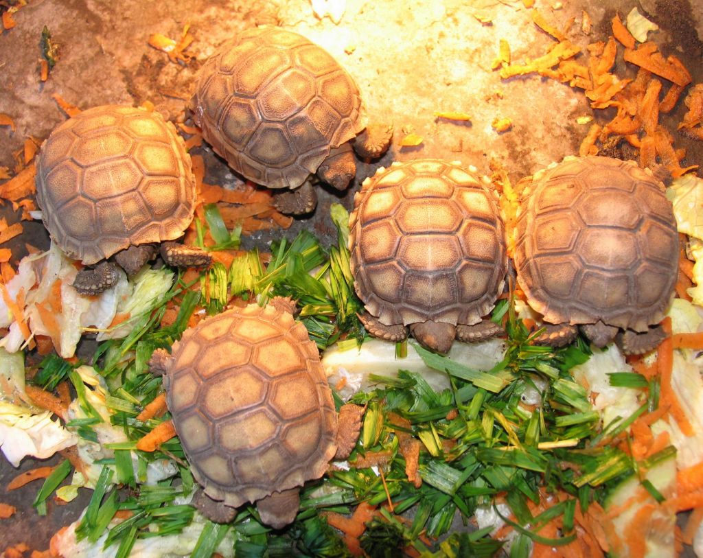 CB Tortoises and Turtles