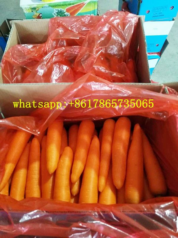 China fresh carrot 150g, red carrot export by sea