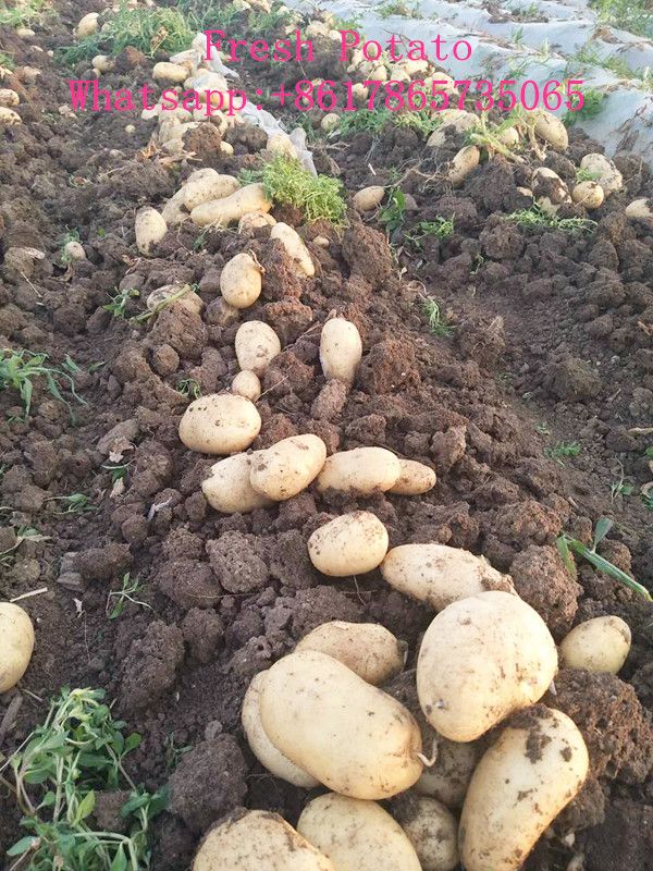 China new seaason fresh potato, yellow potato export