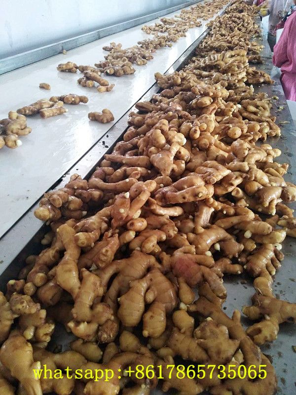 China fresh ginger 200g/250g, yellow ginger low price offer