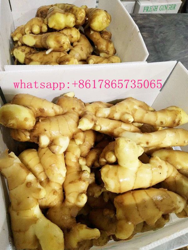 China fresh ginger 10kg PVC box, yellow ginger low price offer