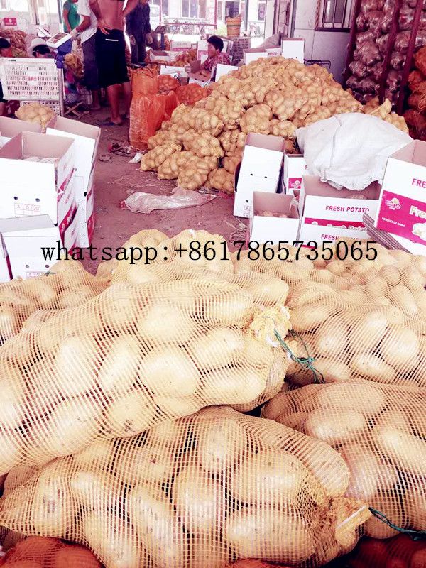 China New season fresh Potato factory wholesale