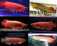 NEW ARRIVAL FOR 24K GOLDEN AROWANA FISH