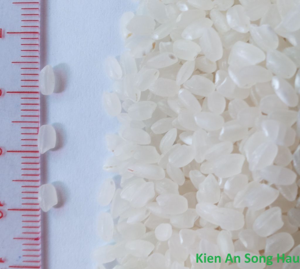 Japonica/ Round Rice