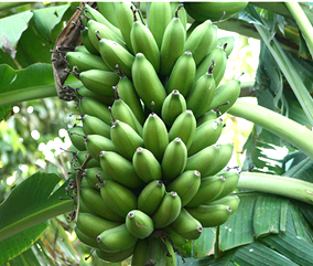 ECUADORIAN CAVENDISH BANANAS