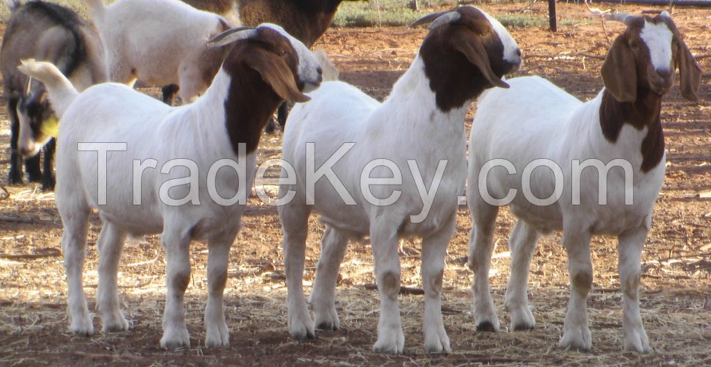 100% Full Blood Boer Goats, live Sheep, Cattle, and Lambs ready for export