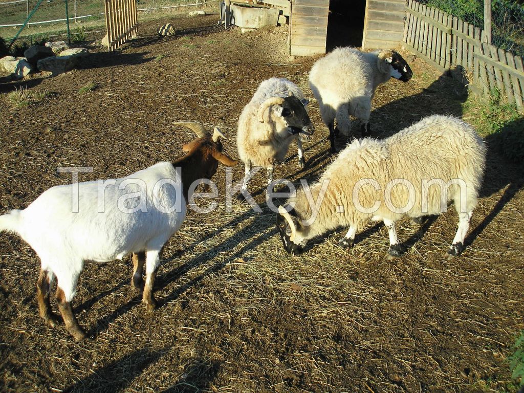 Boer Goats, Sheep, Cattle, Lambs, Pigs, Piglets, and Horses Ready For Sale